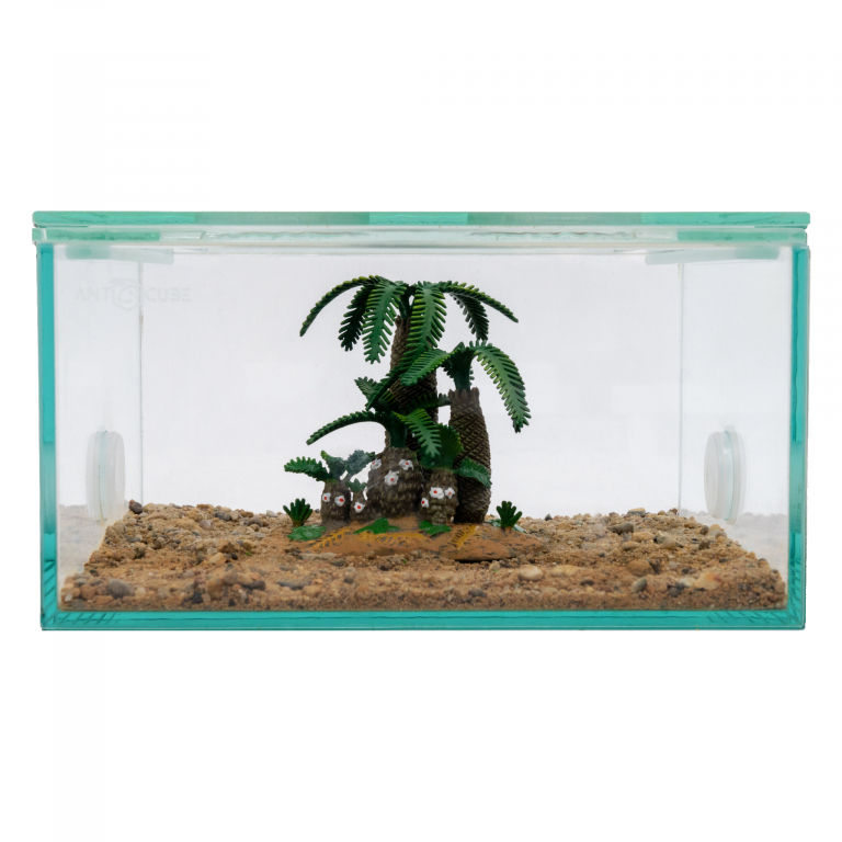 Decorative tree fern group